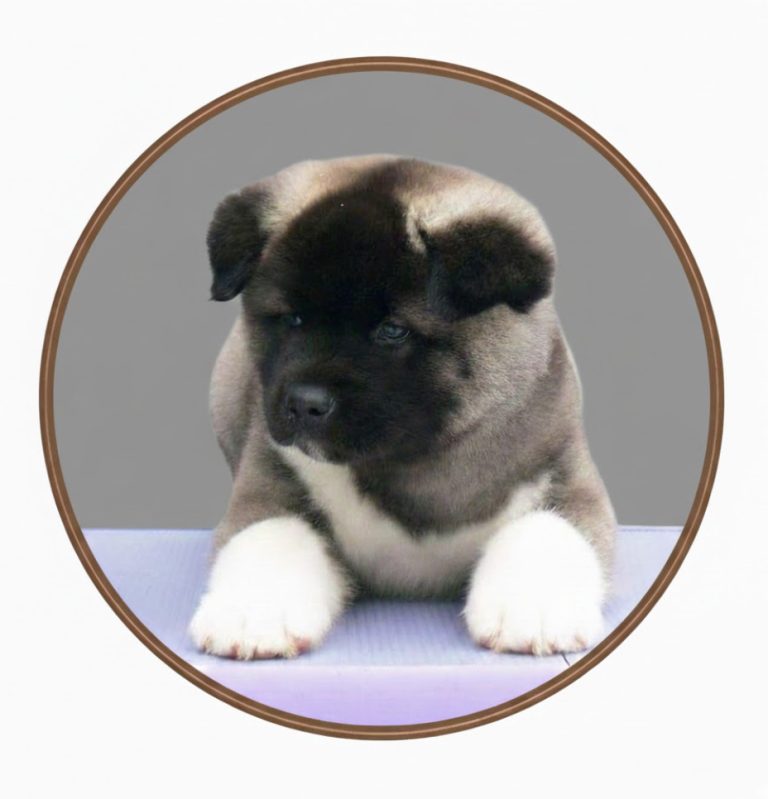 Американская акита