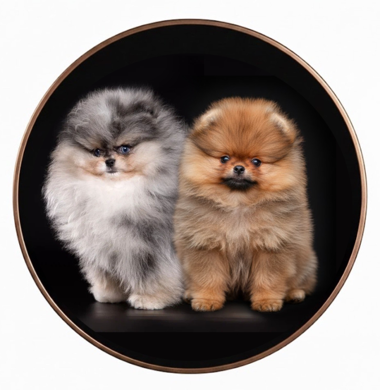 Померанский шпиц