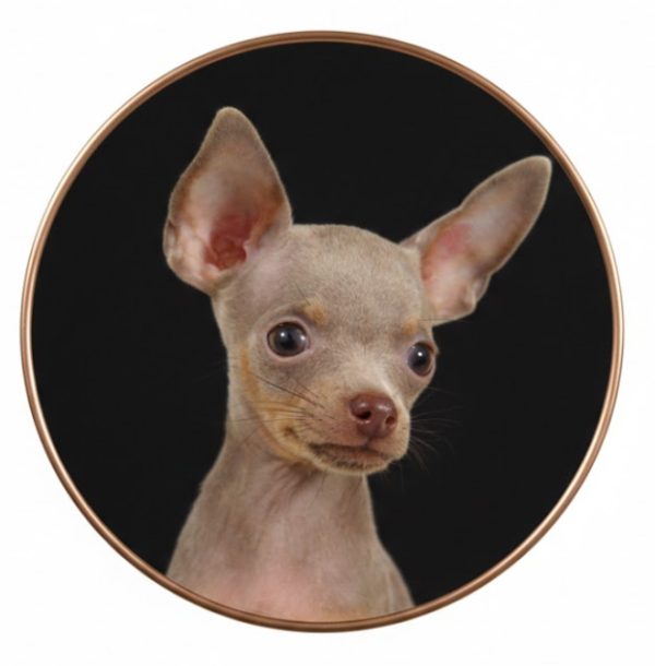 Русский той-терьер