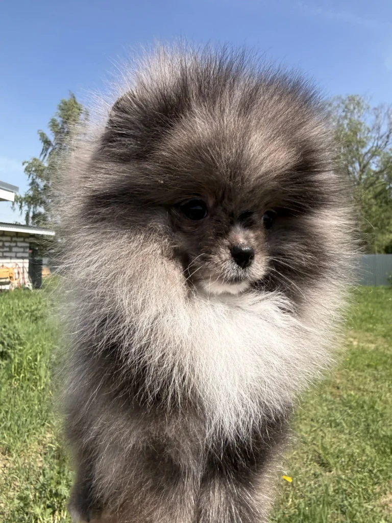 Собака1