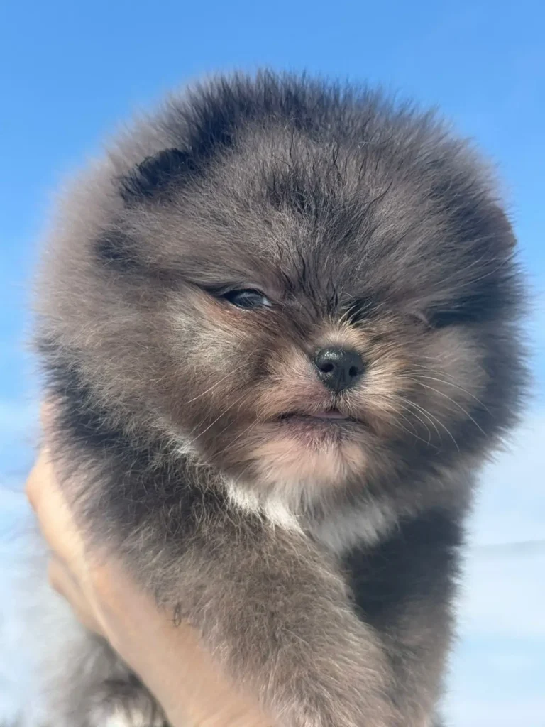 Собака1