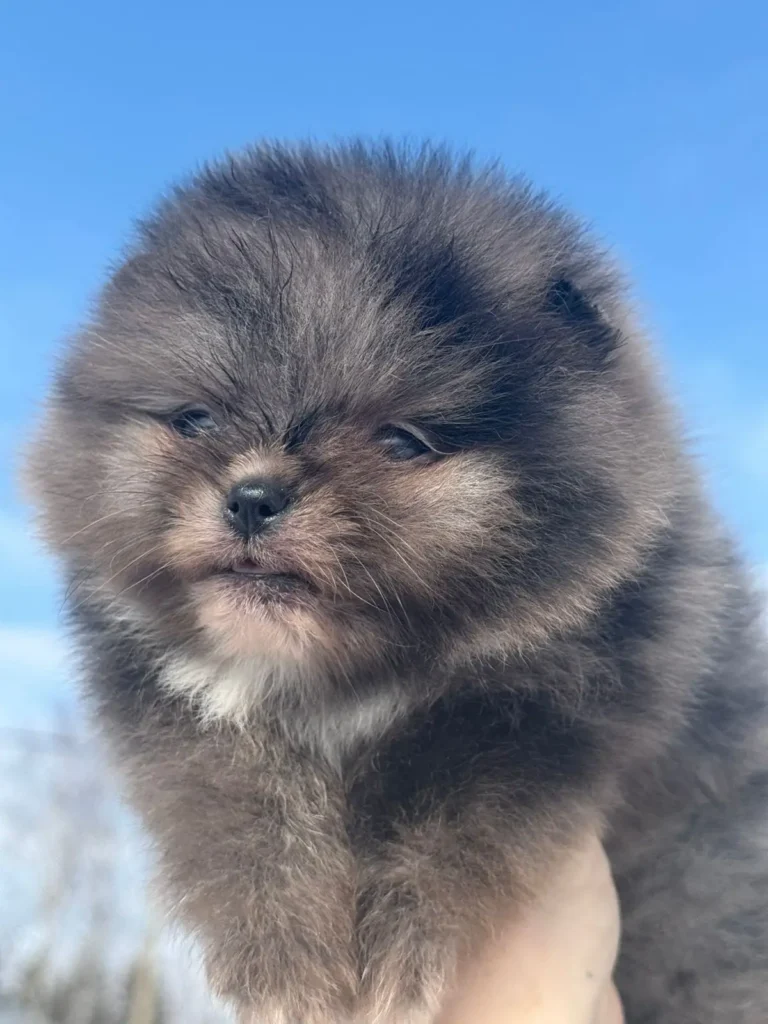 Собака1