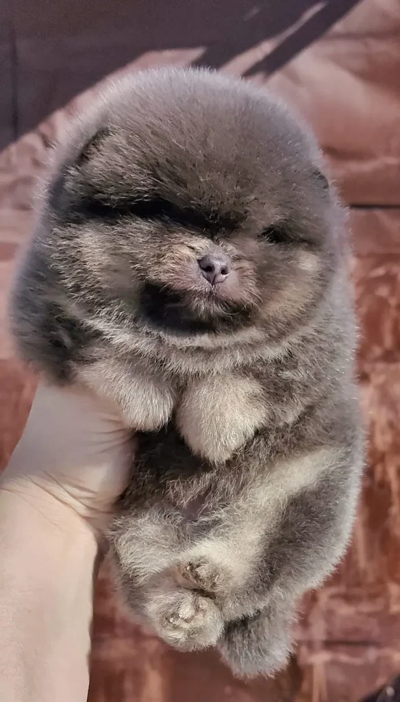 Собака1