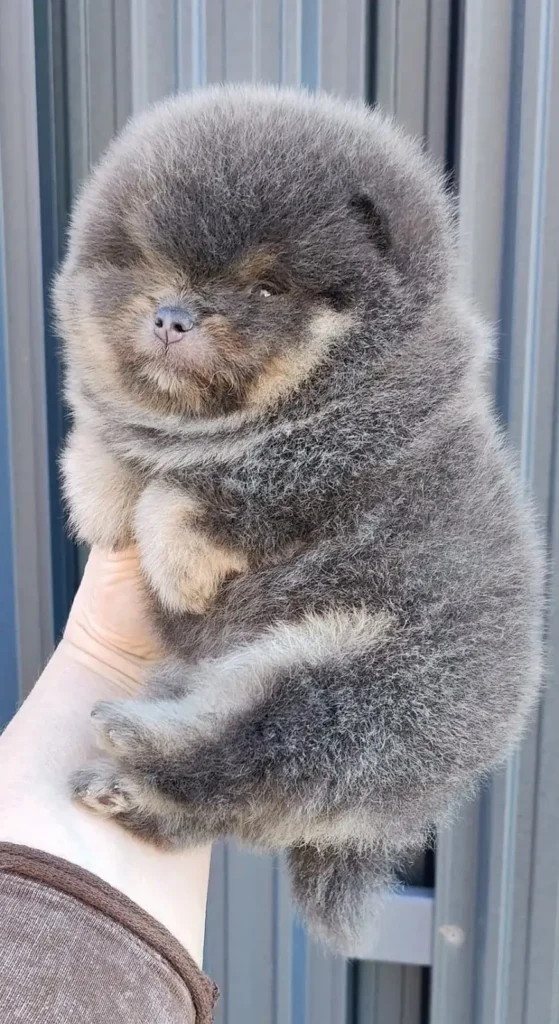 Собака1
