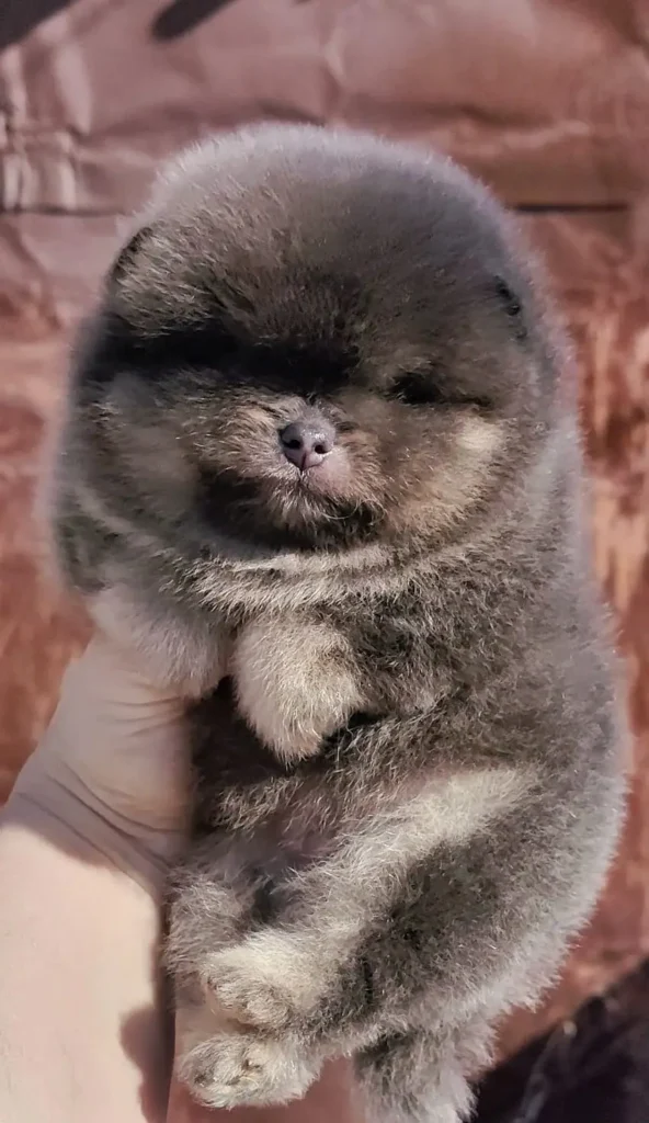 Собака1